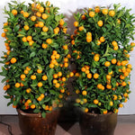 Citrus japonica Kumquat seeds for planting in containers and gardens