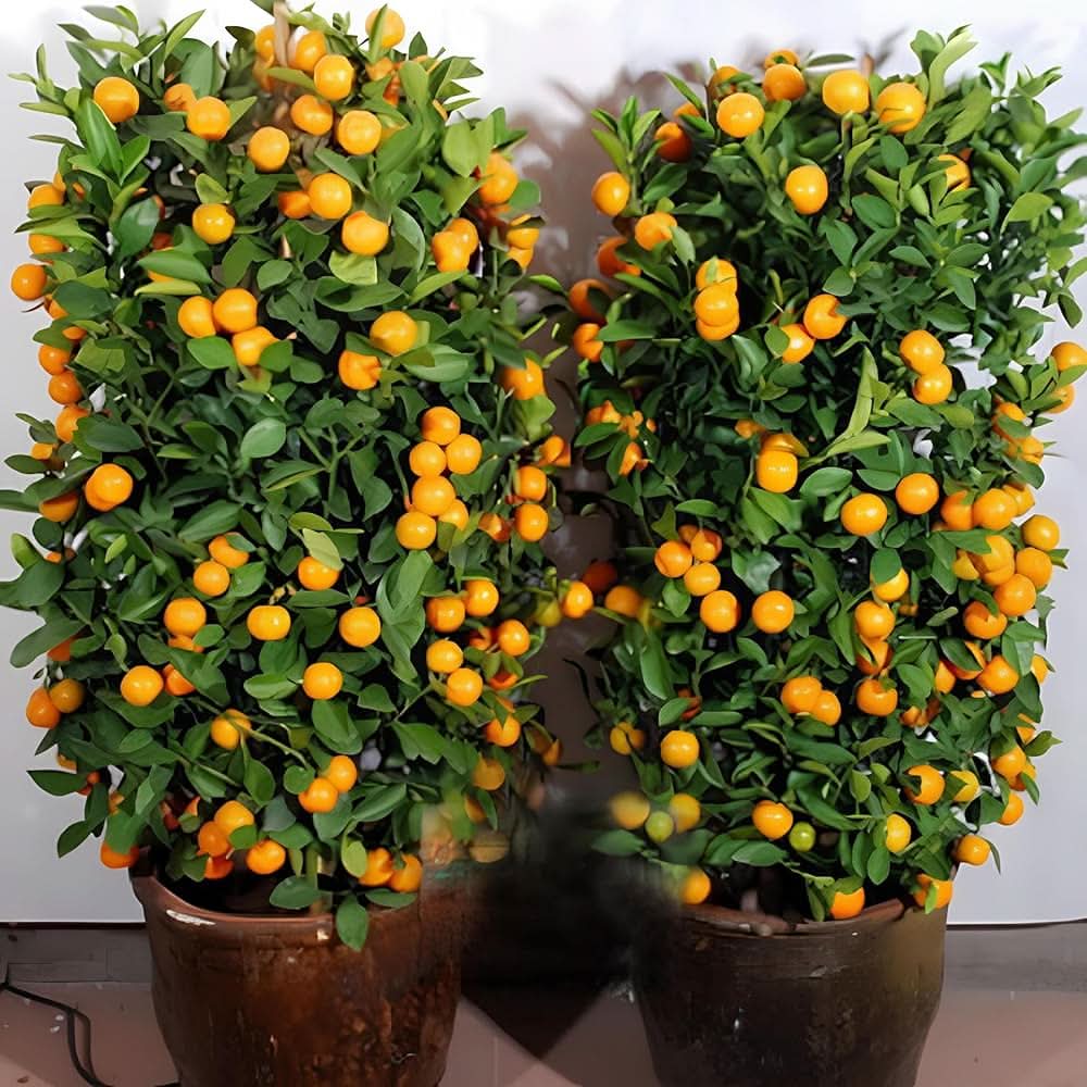 Citrus japonica Kumquat seeds for planting in containers and gardens