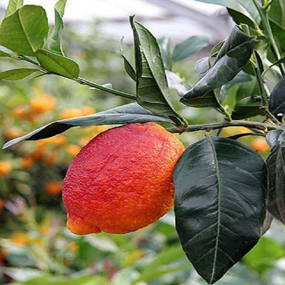 Citrus lemon plant growing from seeds