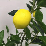 Citrus Lemon Tree Growth Guide from Seeds