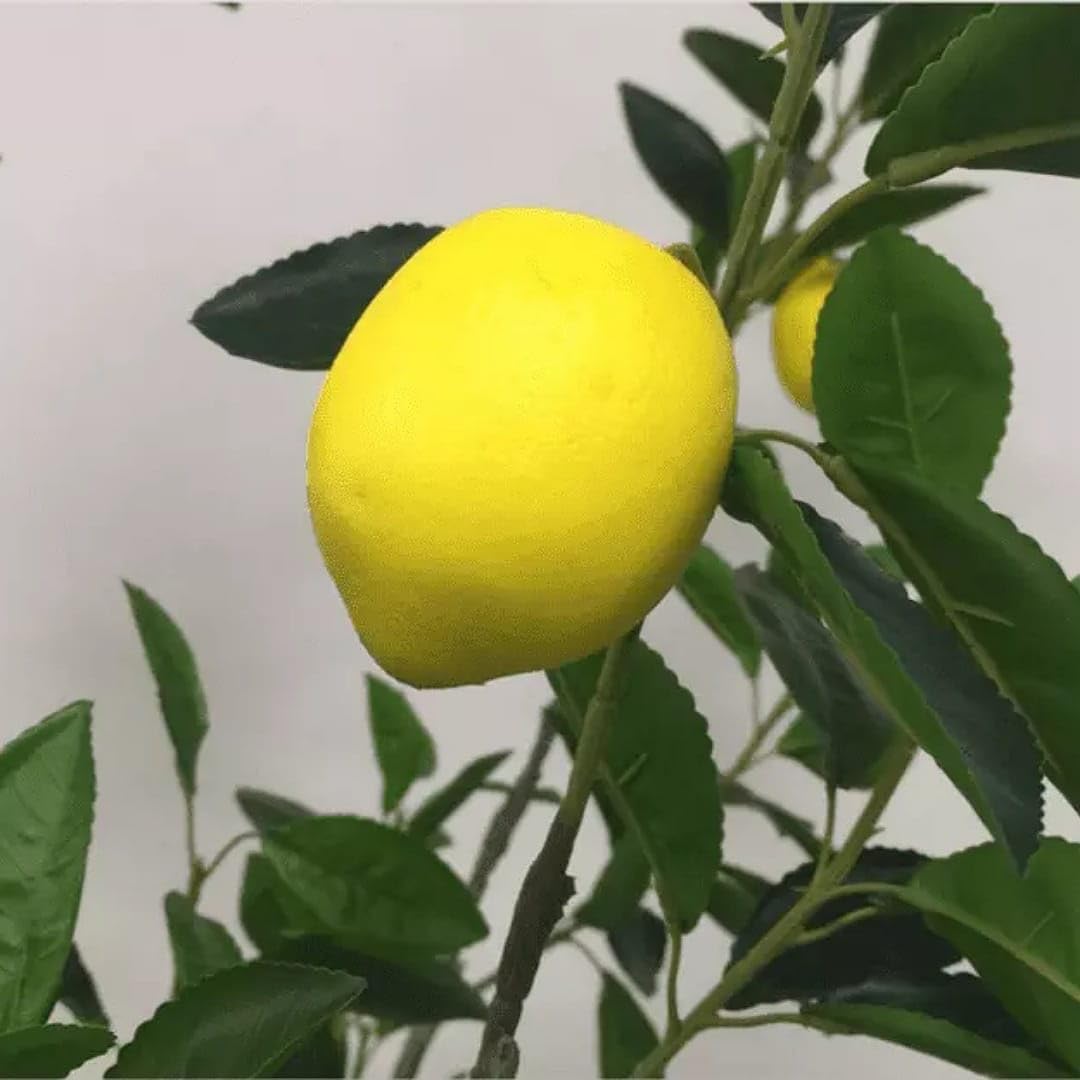 Citrus Lemon Tree Growth Guide from Seeds