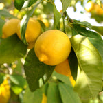 Citrus Lemon Tree Seeds Yellow Variety for Indoor and Outdoor Planting
