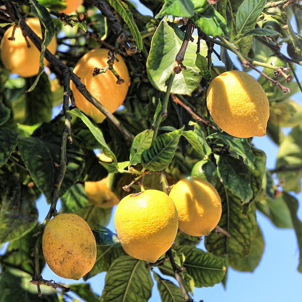 Citrus limon Lemon Seeds for Backyard Gardening