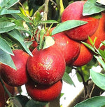 Citrus limon seed germination process for home growing