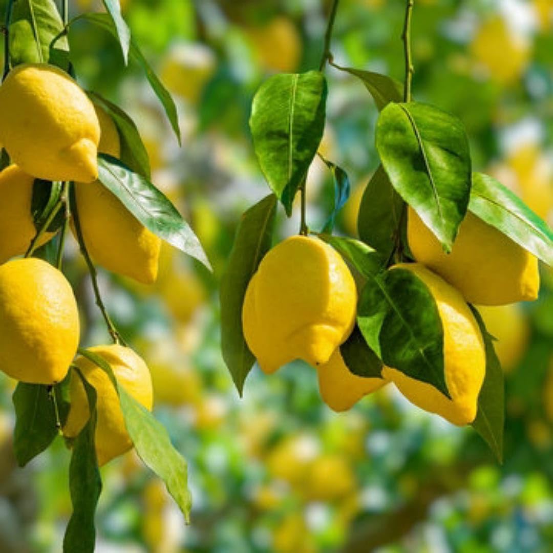 Citrus limon seedlings growing from quality lemon seeds