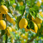 Citrus limon seedlings growing from quality lemon seeds