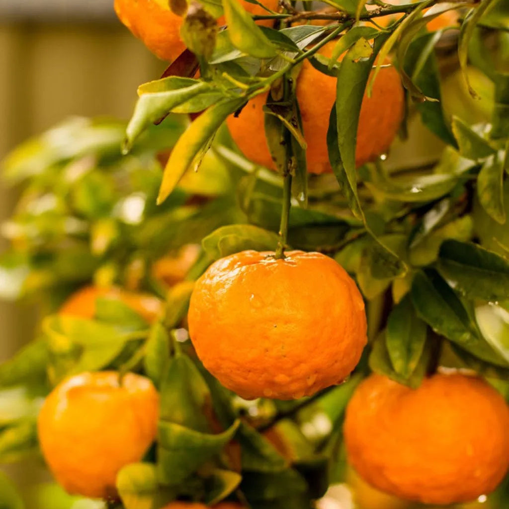 Citrus mandarin edible plant seeds for backyard growing