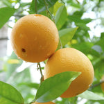 Citrus maxima pomelo seeds for growing at home