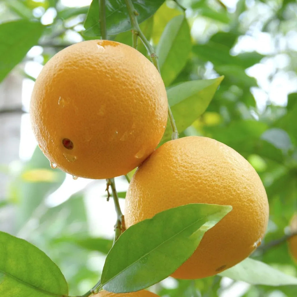 Citrus maxima pomelo seeds for growing at home