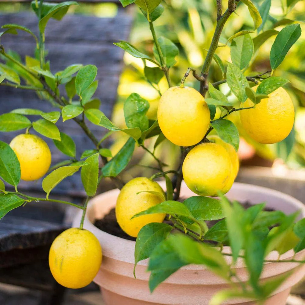Primofiori Lemon Seeds for Planting- Heirloom and Non-GMO Garden Seeds