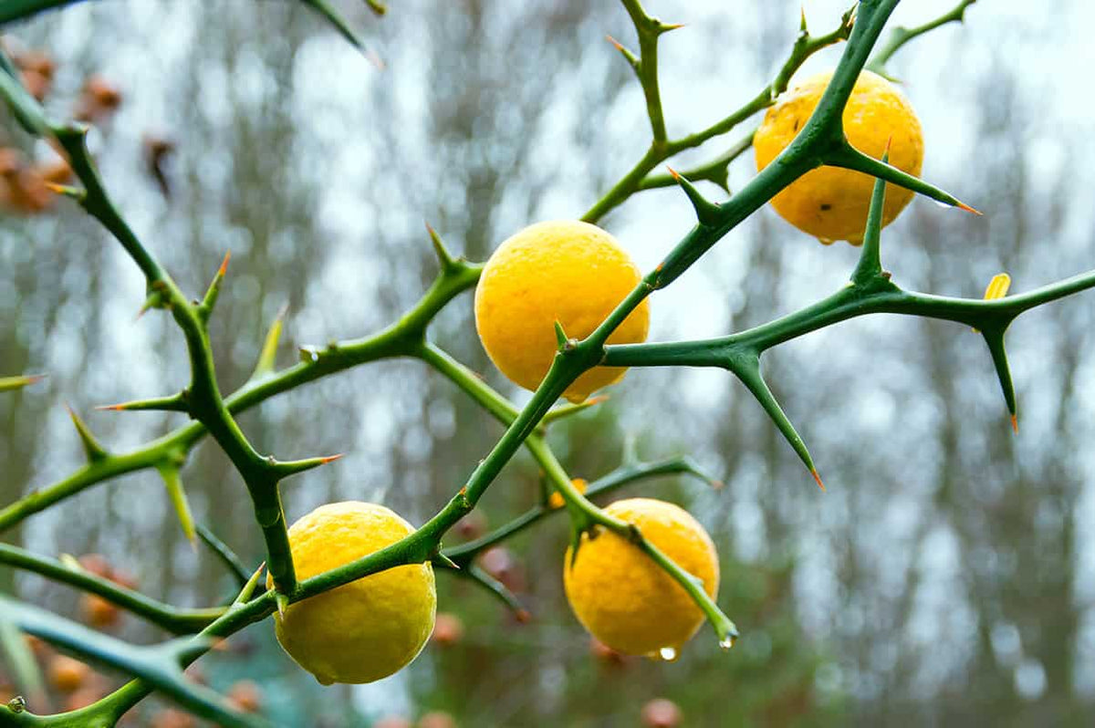 Citrus rootstock seeds trifoliate orange variety