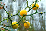 Citrus rootstock seeds trifoliate orange variety