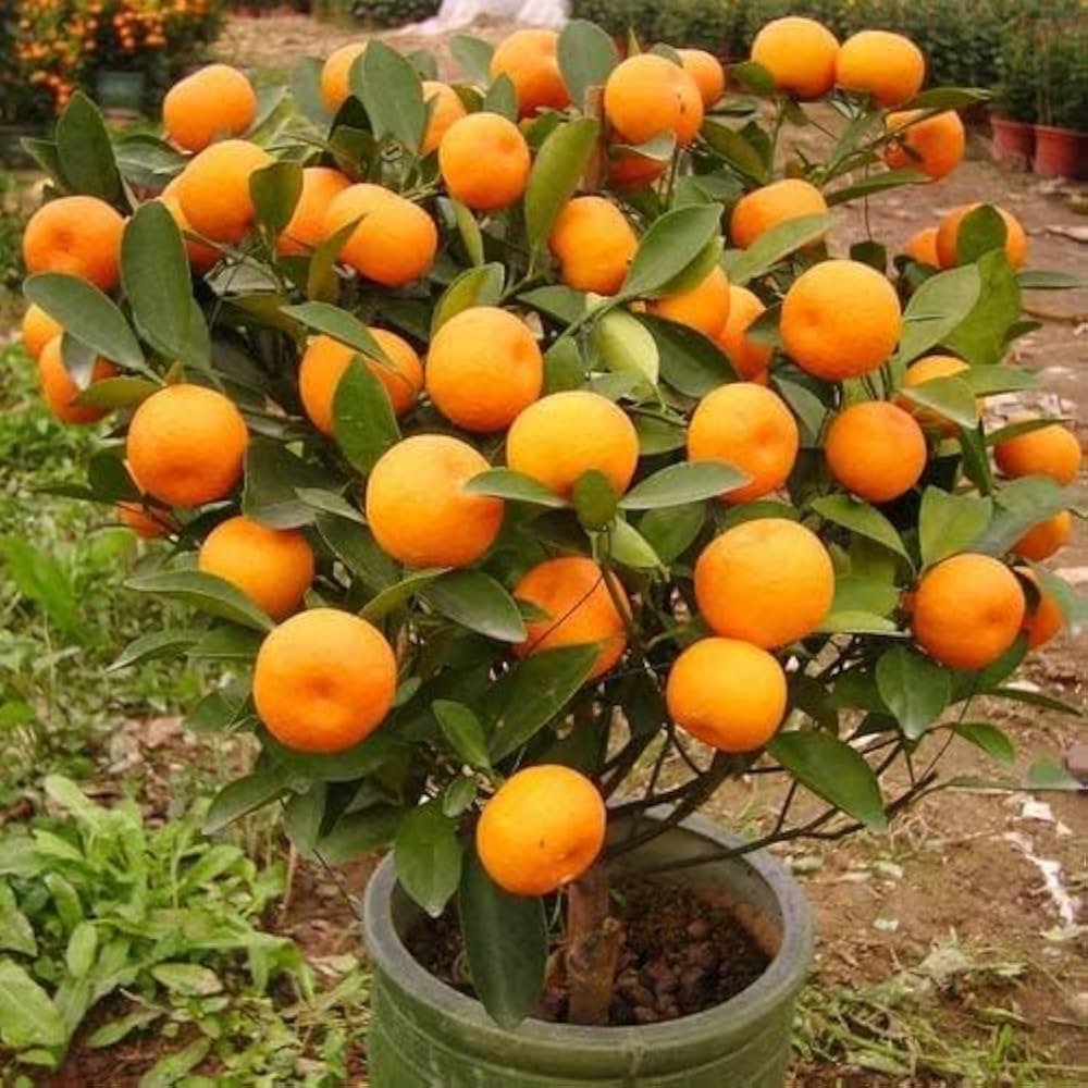 Citrus seedlings growing guide for mandarin oranges