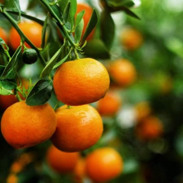 Citrus sinensis bonsai seeds for growing in indoor pots