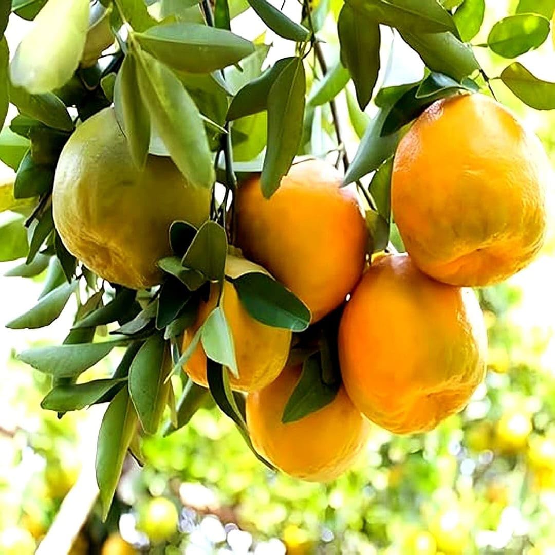 Citrus Sinensis Non-GMO seeds for containers and pots