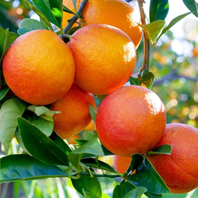 Citrus Sinensis seeds orange bonsai compact indoor variety
