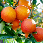 Citrus Sinensis seeds orange bonsai compact indoor variety