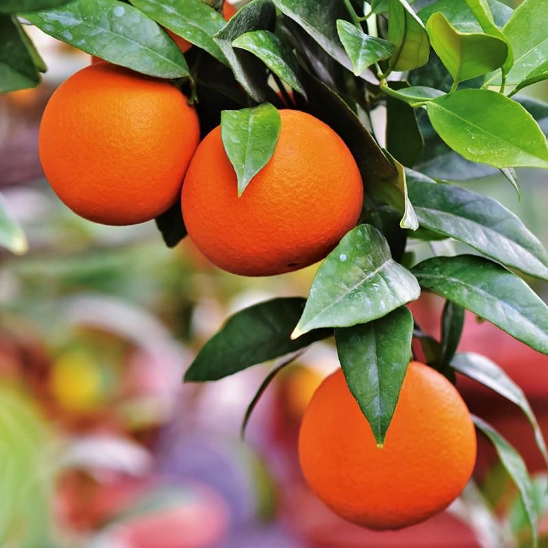 Citrus sinensis orange tree seeds high germination