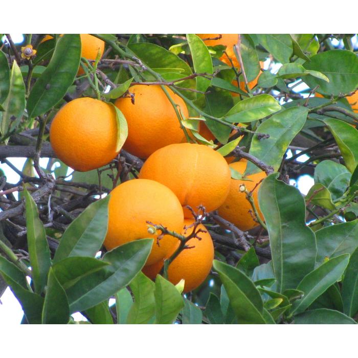 fruits high quality fruit seeds for growing fresh juicy and nutritious fruits in home gardens and farms organic fruits premium organic fruit seeds for sustainable farming and healthy homegrown produce suitable for all climates