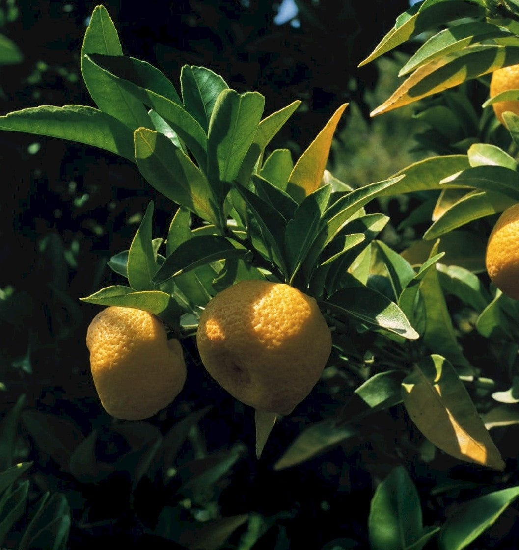 Tachibana Orange – A Rare Japanese Citrus with Unique Sweetness