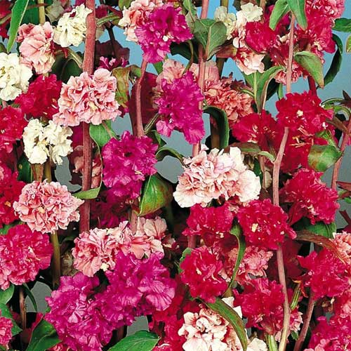 Clarkia Open Pollinated heirloom non-gmo organic garden seeds