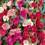 Clarkia Open Pollinated heirloom non-gmo organic garden seeds