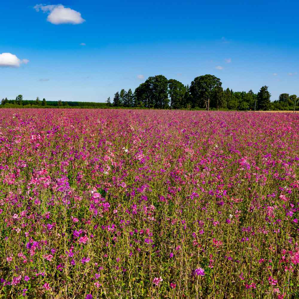 Clarkia Wildflower Hardy Annual Flower Seeds