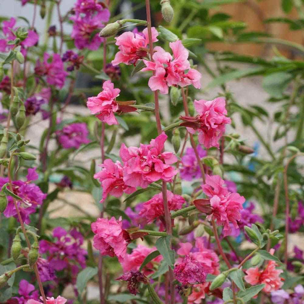 Clarkia Wildflower Hardy Annual Flower Seeds