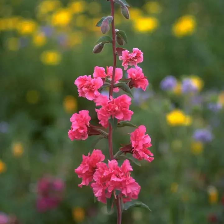 Elegant Clarkia Flower Seeds for Planting – NON GMO Seeds Dhara Seeds