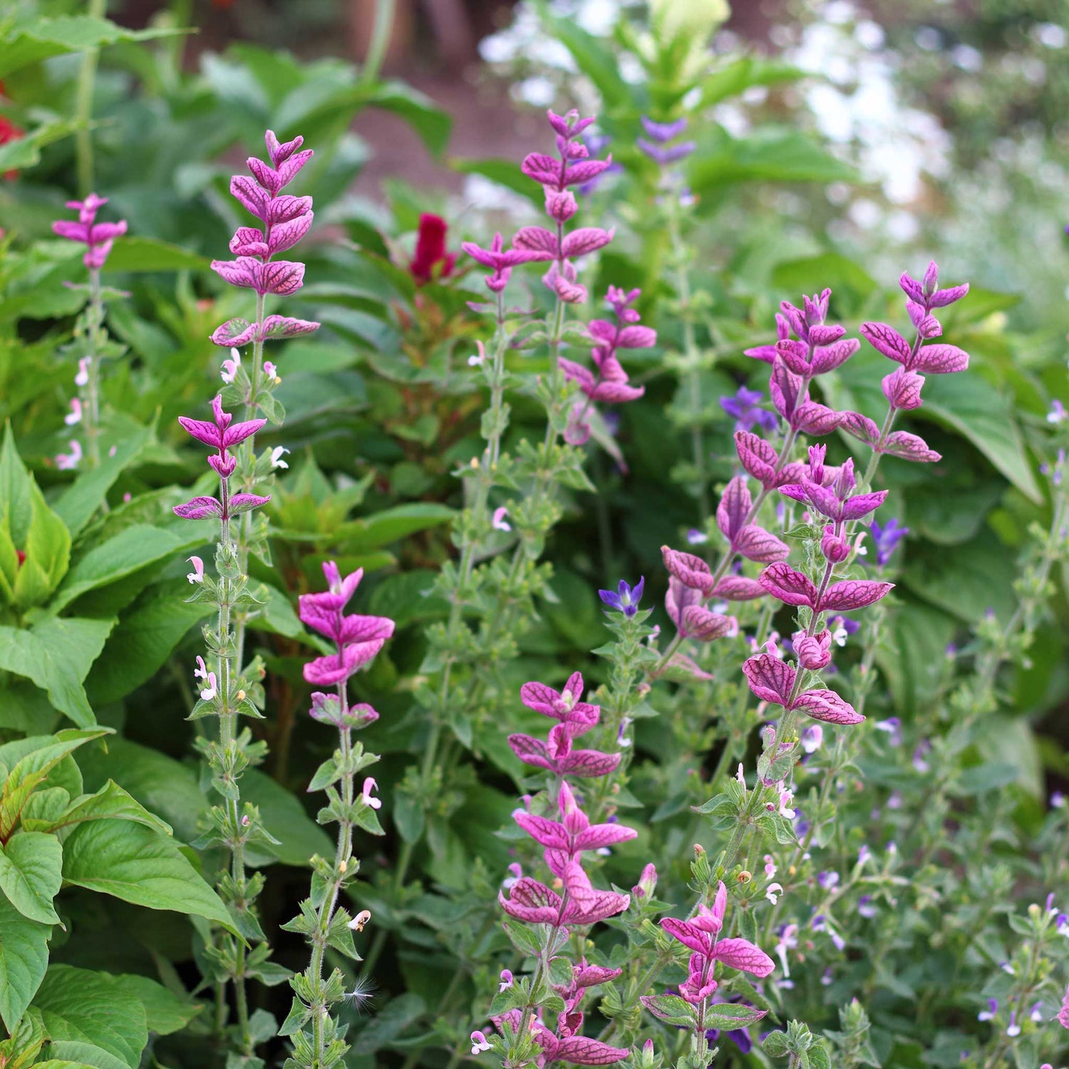 Clary Sage Seeds - Pink Sundae