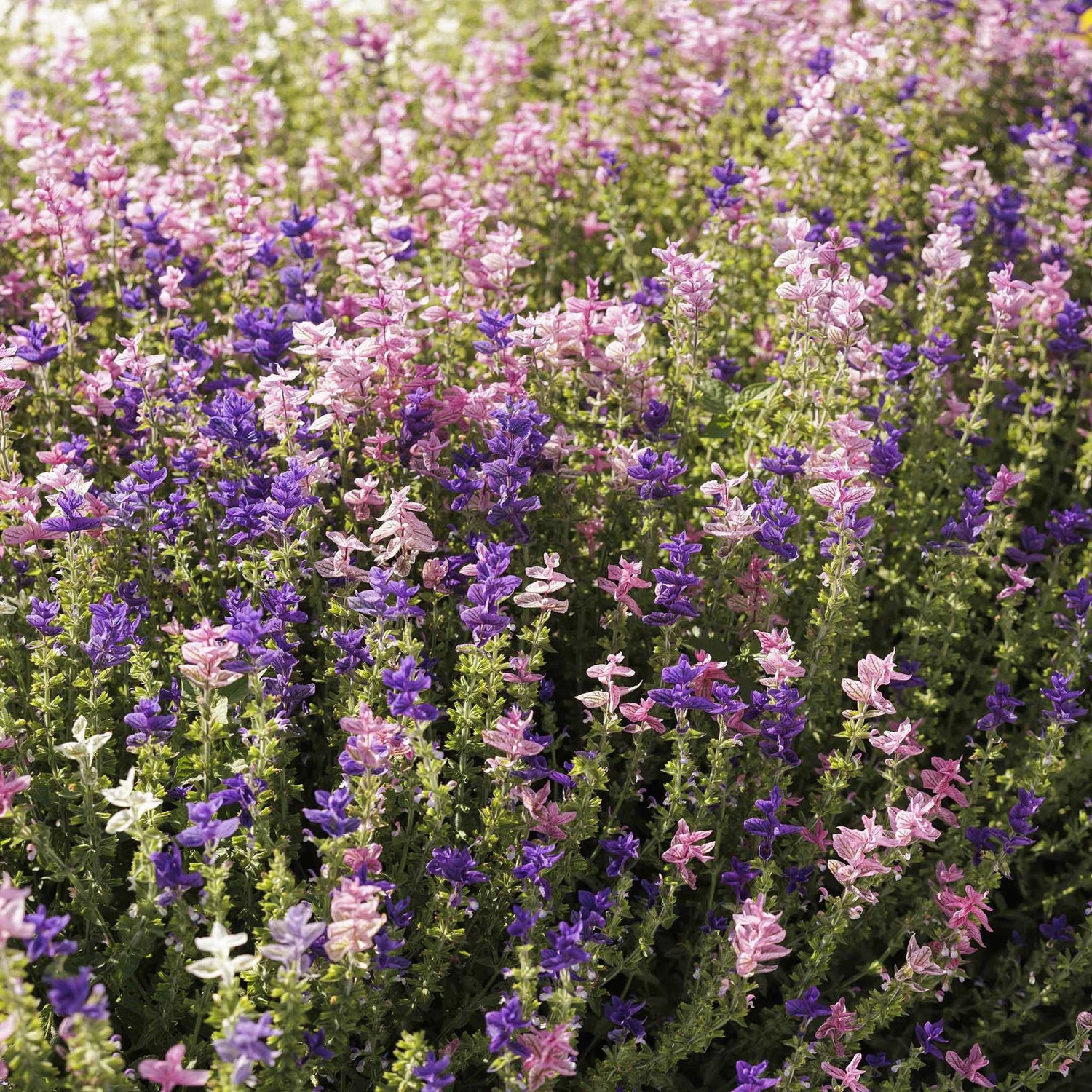 Clary Sage Seeds - Tricolor Mix