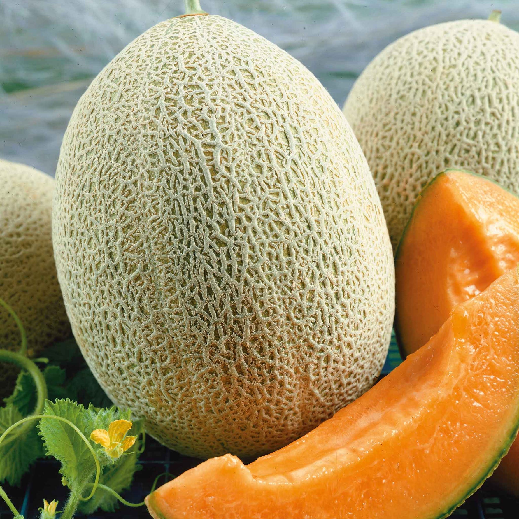 Classic cantaloupe seeds high germination organic variety