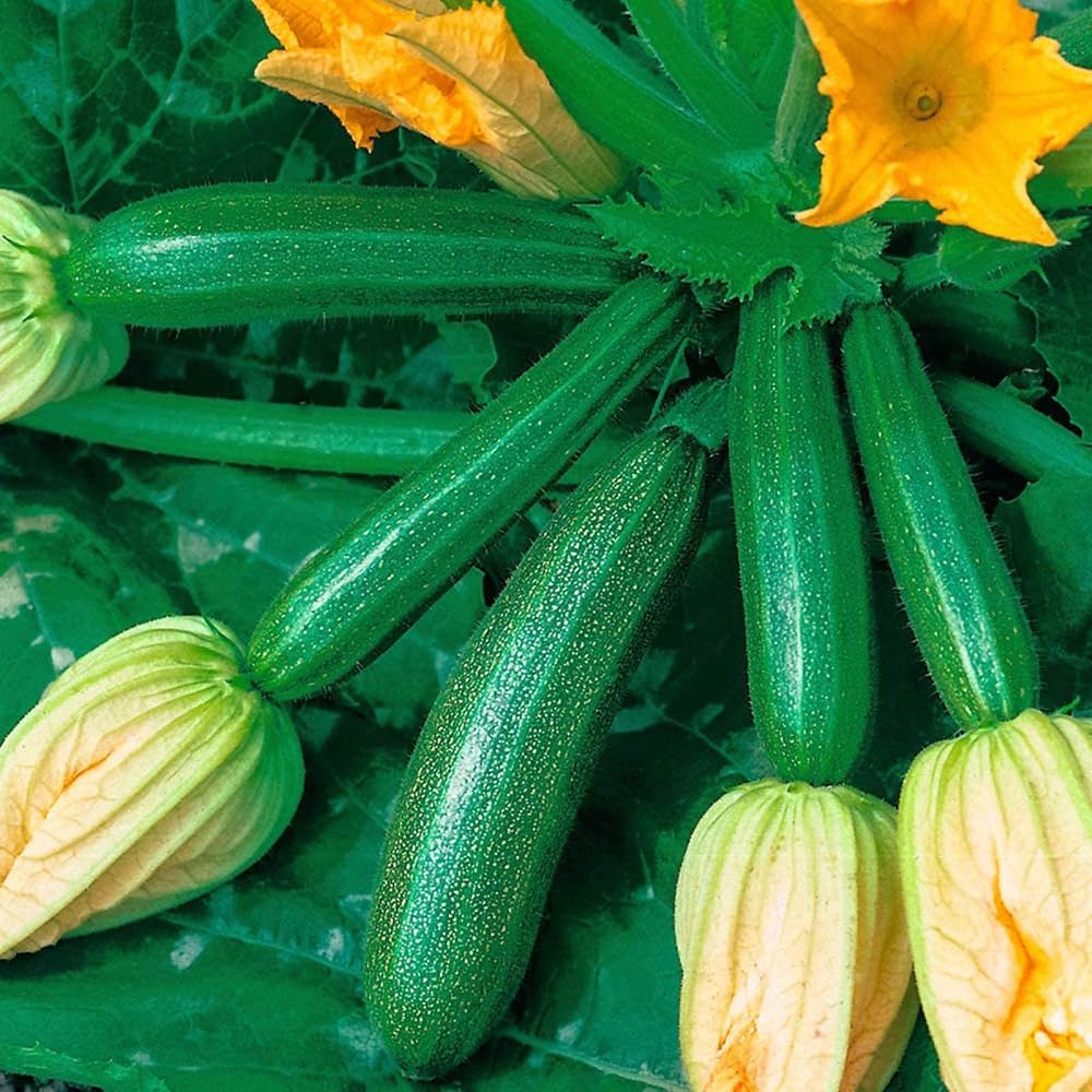 Classic Green Zucchini seeds – fast - growing productive vegetable - Dharaseeds