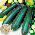Classic Green Zucchini seeds – fast - growing productive vegetable - Dharaseeds
