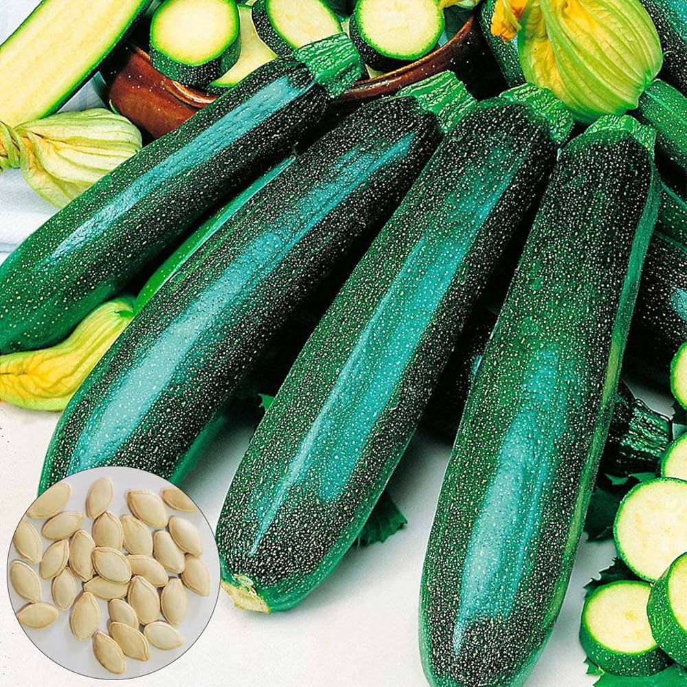 Classic Green Zucchini seeds – fast - growing productive vegetable - Dharaseeds