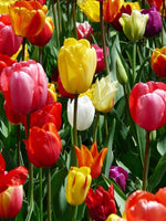 Classic Tulip Bulbs (Not Seeds) – Easy - Grow Spring Bulbs for Garden Borders - Dharaseeds