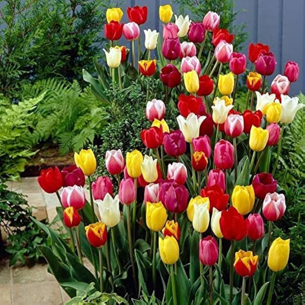 Classic Tulip Bulbs (Not Seeds) – Easy - Grow Spring Bulbs for Garden Borders - Dharaseeds