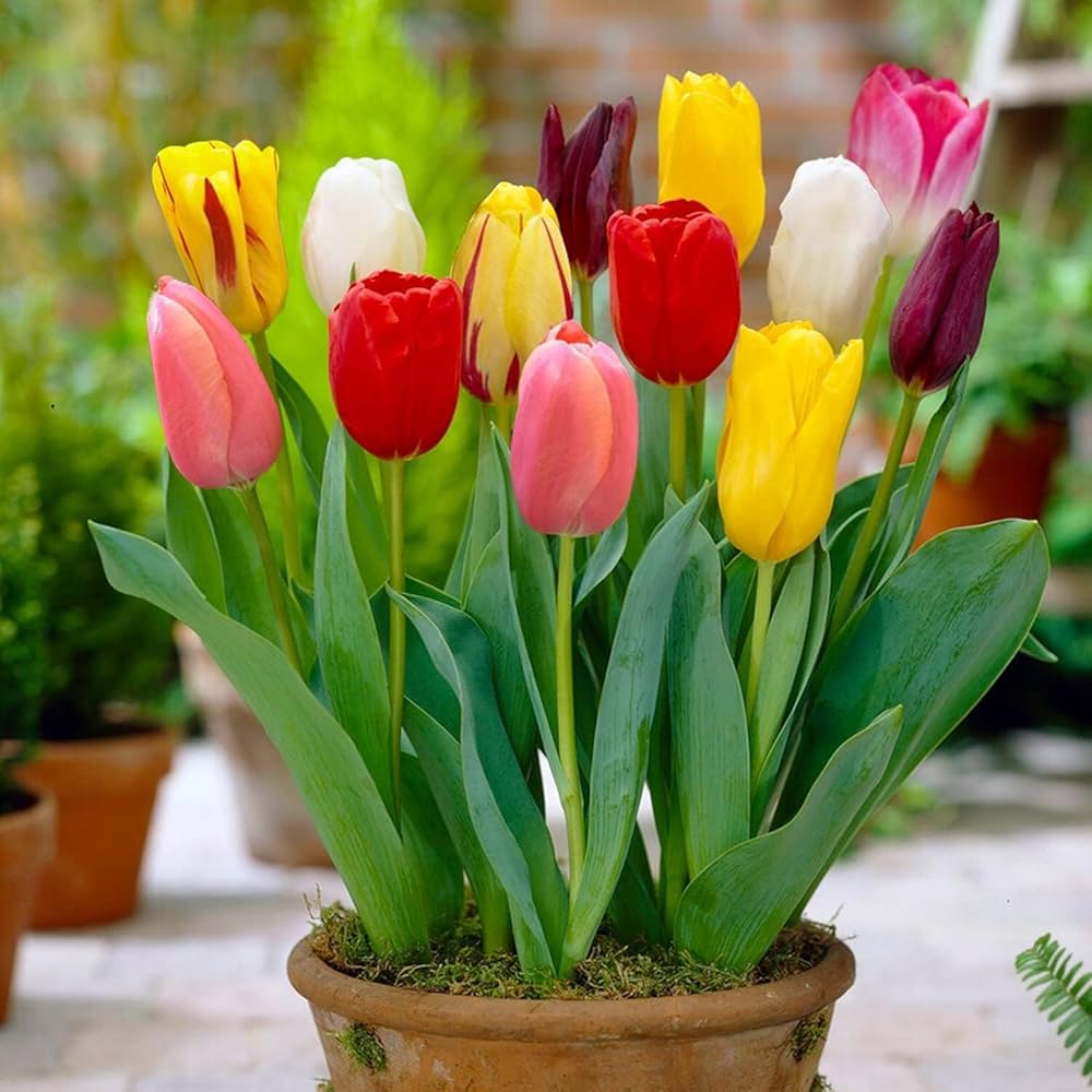 Classic Tulip Bulbs (Not Seeds) – Easy - Grow Spring Bulbs for Garden Borders - Dharaseeds