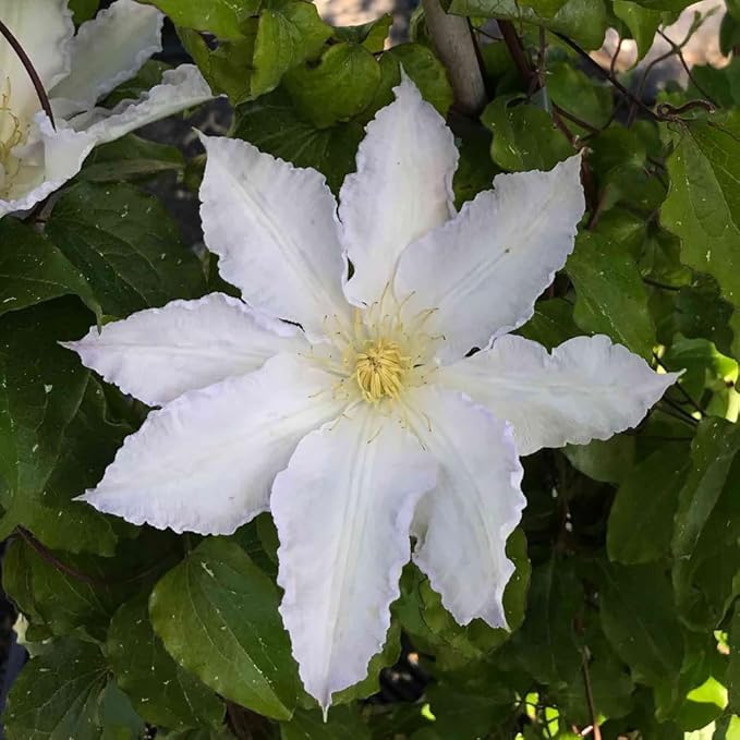Clematis Clematis Hybrida Two - Colored Flower Seeds for Planting – Ideal for Vertical Gardens and Trellises - Dharaseeds
