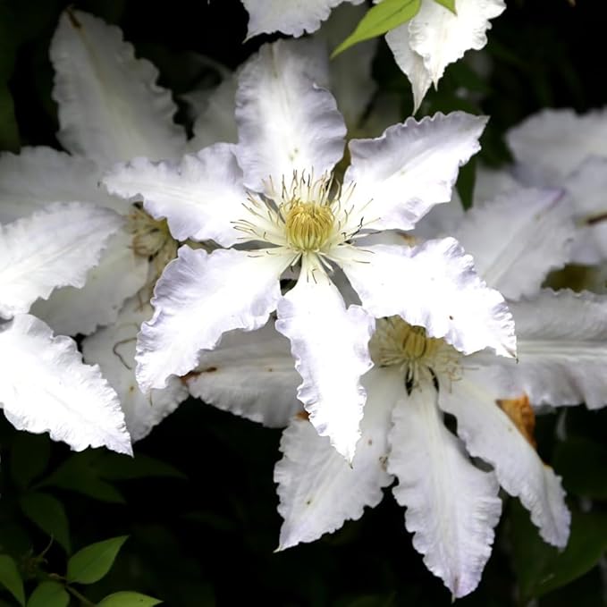 Clematis Clematis Hybrida Two - Colored Flower Seeds for Planting – Ideal for Vertical Gardens and Trellises - Dharaseeds
