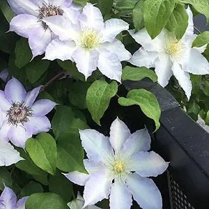 Clematis Clematis Hybrida Two - Colored Flower Seeds for Planting – Ideal for Vertical Gardens and Trellises - Dharaseeds