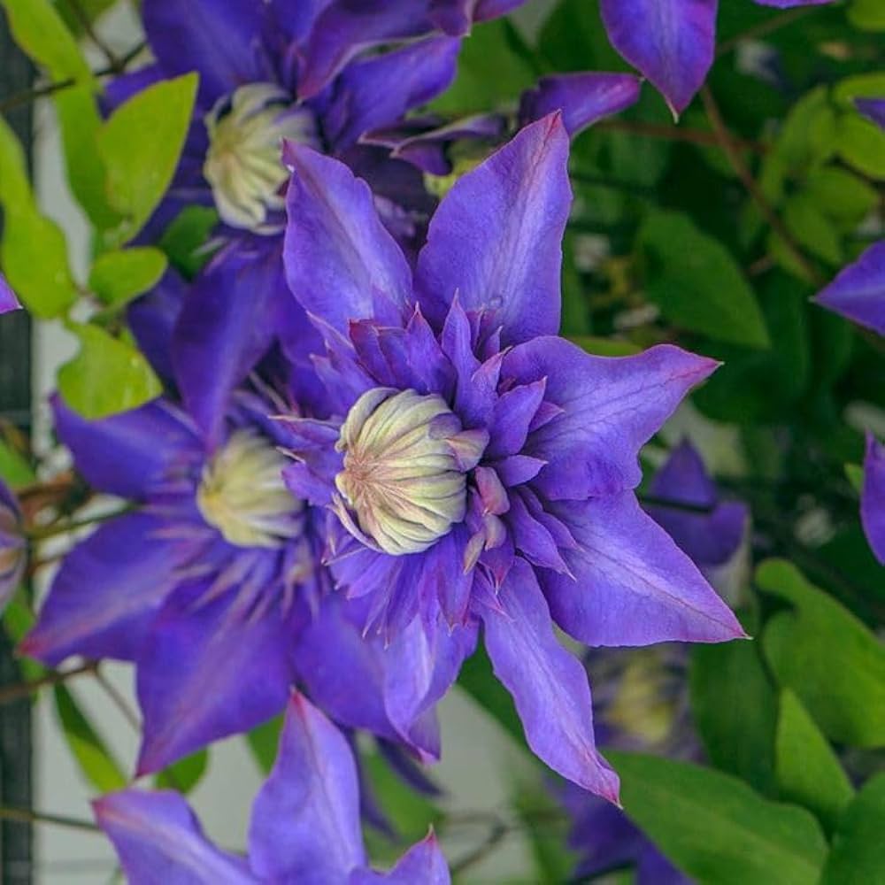Clematis flower Clematis spp. blue variety seeds for planting in climbing garden spaces or vertical trellises - Dharaseeds