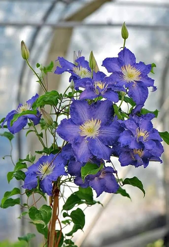 Clematis flower Clematis spp. blue variety seeds for planting in climbing garden spaces or vertical trellises - Dharaseeds