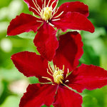 Clematis flower Clematis spp. bright red seeds for planting in vertical gardens or climbing trellises - Dharaseeds
