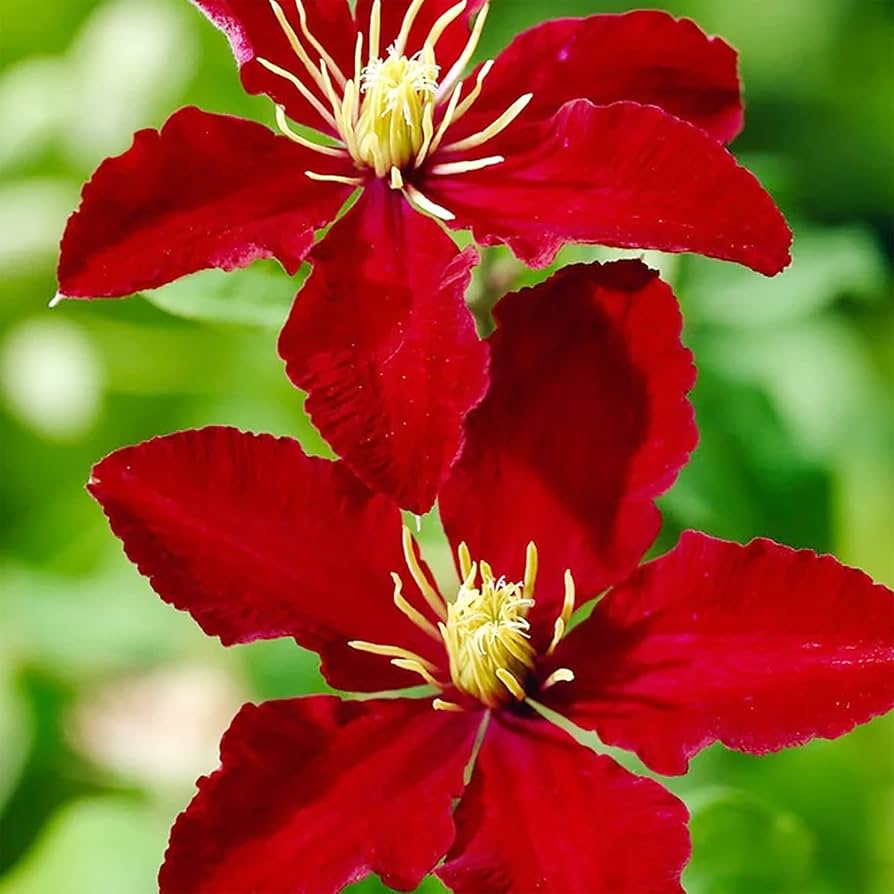 Clematis flower Clematis spp. bright red seeds for planting in vertical gardens or climbing trellises - Dharaseeds