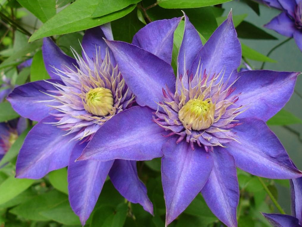 Clematis flower Clematis spp. double blue - purple climbing seeds for planting in garden trellises or fences - Dharaseeds