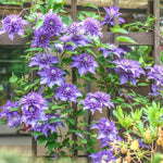 Clematis flower Clematis spp. double blue - purple climbing seeds for planting in garden trellises or fences - Dharaseeds