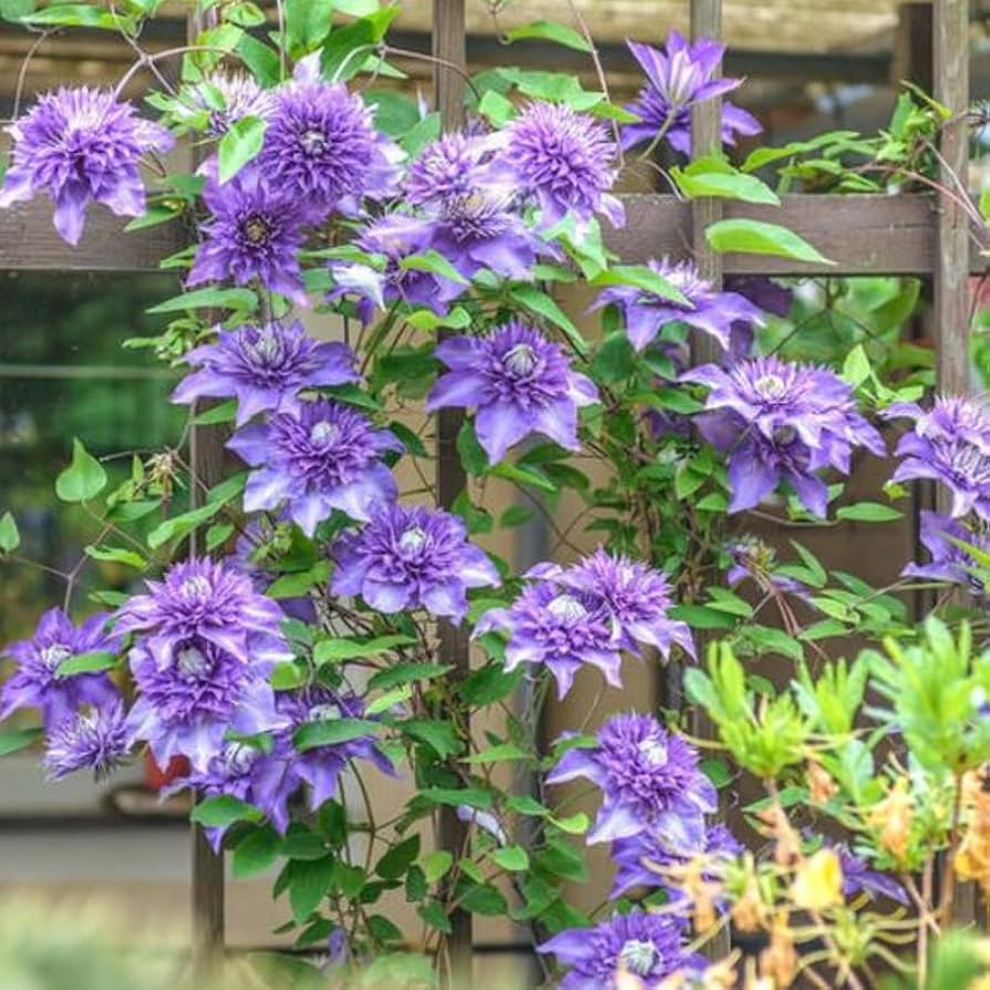 Clematis flower Clematis spp. double blue - purple climbing seeds for planting in garden trellises or fences - Dharaseeds