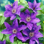 Clematis flower Clematis spp. double blue - purple climbing seeds for planting in garden trellises or fences - Dharaseeds