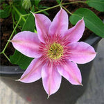 Clematis flower Clematis spp. seeds for planting in vertical garden walls or garden trellises - Dharaseeds
